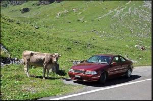 rural carshare cow